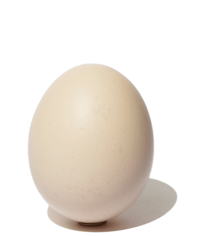 egg